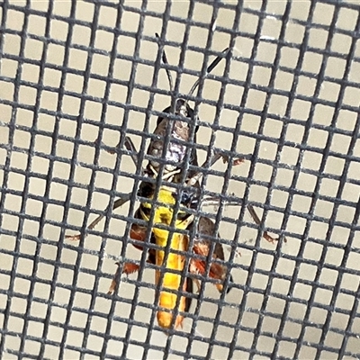 Unverified Grasshopper (several families) at Canyonleigh, NSW - 13 Nov 2025 by blacksheep