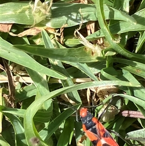 Unverified Beetle (Coleoptera) at Canyonleigh, NSW - 13 Nov 2025 by blacksheep
