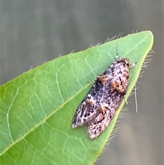 Unverified Moth (Lepidoptera) at Canyonleigh, NSW - 11 Nov 2025 by blacksheep