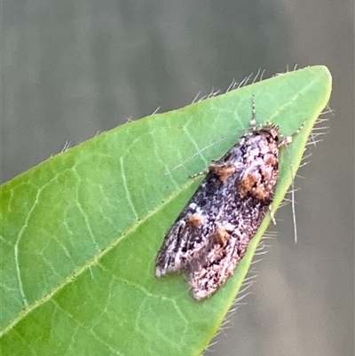 Unverified Moth (Lepidoptera) at Canyonleigh, NSW - 11 Nov 2025 by blacksheep