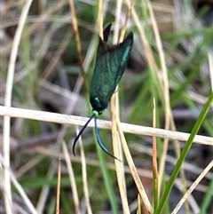 Pollanisus (genus) at Canyonleigh, NSW - 10 Nov 2025 by blacksheep