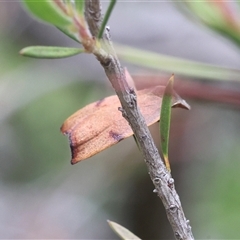 Tortricopsis uncinella (Wingia group) at Lyons, ACT - 17 Nov 2025 by ran452