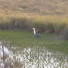 Ardea pacifica (White-necked Heron) at Yass River, NSW - Yesterday by SenexRugosus