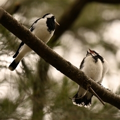 Grallina cyanoleuca (Magpie-lark) at Acton, ACT - 17 Nov 2025 by Thurstan