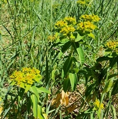 Euphorbia oblongata (Egg-leaf Spurge) at Fyshwick, ACT - 16 Nov 2025 by Tawny4