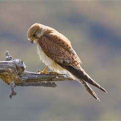 Falco cenchroides (Nankeen Kestrel) at Cook, ACT - 13 Nov 2025 by Rheardy