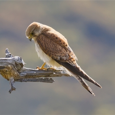 Falco cenchroides (Nankeen Kestrel) at Cook, ACT - 13 Nov 2025 by Rheardy