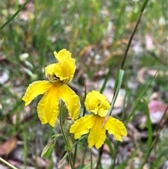 Goodenia paradoxa (Spur Goodenia) at Hall, ACT - 17 Nov 2025 by strigo