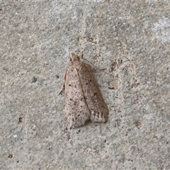 Eulechria convictella (Eulechria convictella) at Lyons, ACT - 17 Nov 2025 by ran452