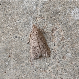 Unverified Moth (Lepidoptera) at Lyons, ACT - Today by ran452