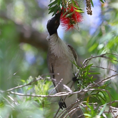 Philemon corniculatus at Acton, ACT - 16 Nov 2025 by TimL