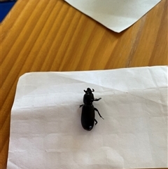 Unverified Other beetle at Bendick Murrell, NSW - 17 Nov 2025 by BCTbluebucket