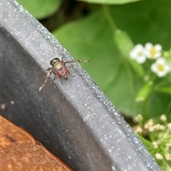 Unverified True fly (Diptera) at Spence, ACT - 17 Nov 2025 by JudithRoach