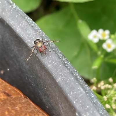 Unverified True fly (Diptera) at Spence, ACT - 17 Nov 2025 by JudithRoach
