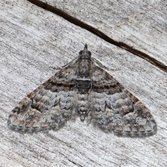 Phrissogonus laticostata (Apple Looper Moth) at Acton, ACT - 16 Nov 2025 by TimL
