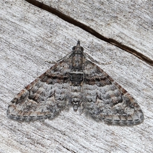 Phrissogonus laticostata at Acton, ACT - Yesterday by TimL