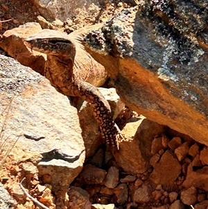 Varanus rosenbergi (Heath or Rosenberg's Monitor) by MichaelSaxon