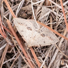 Taxeotis stereospila (Oval-spot Taxeotis (Oenochrominae) at O'Connor, ACT - 14 Nov 2025 by ConBoekel