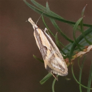 Unverified Moth (Lepidoptera) at O'Connor, ACT - 14 Nov 2025 by ConBoekel