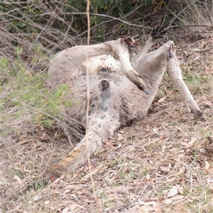 Macropus giganteus at O'Connor, ACT - 14 Nov 2025 by ConBoekel