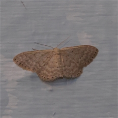 Idaea philocosma (Flecked Wave) at Turner, ACT - 14 Nov 2025 by ConBoekel