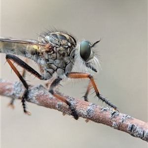 Dolopus rubrithorax (Large Brown Robber Fly) at Denman Prospect, ACT - Yesterday by Miranda
