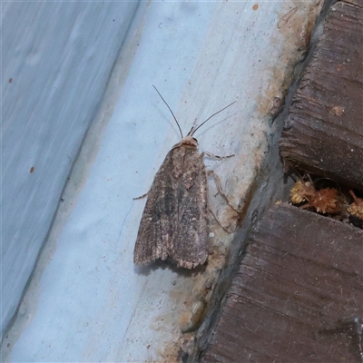 Athetis tenuis (Plain Tenuis Moth) at Turner, ACT - 14 Nov 2025 by ConBoekel
