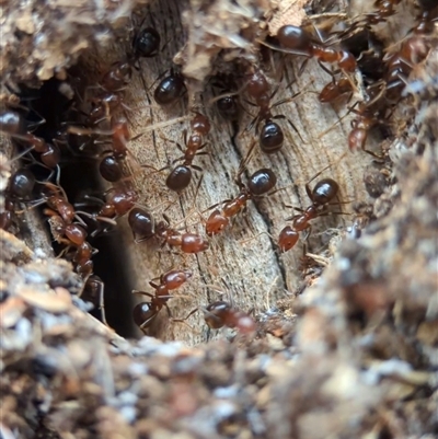 Papyrius sp. (genus) (A Coconut Ant) at Denman Prospect, ACT - 17 Nov 2025 by Miranda