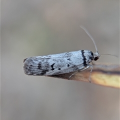 Philobota pedetis (Spotty Philobota) at Denman Prospect, ACT - 17 Nov 2025 by Miranda