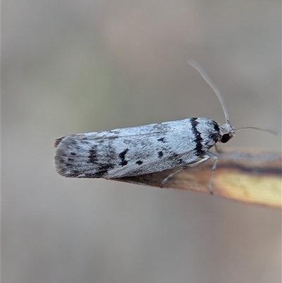 Philobota pedetis (Spotty Philobota) at Denman Prospect, ACT - 17 Nov 2025 by Miranda