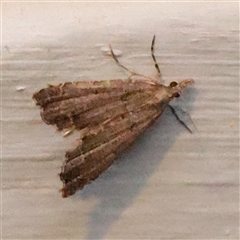Diplopseustis perieresalis (Eastern Black Tabby) at Turner, ACT - 15 Nov 2025 by ConBoekel