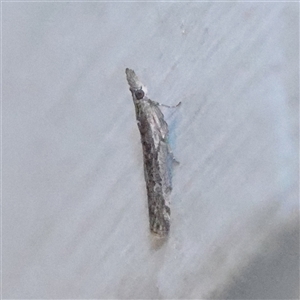 Unverified Moth (Lepidoptera) at Turner, ACT - Yesterday by ConBoekel