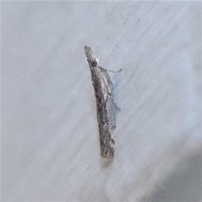 Crocydopora cinigerella (A Pyralid moth) at Turner, ACT - 16 Nov 2025 by ConBoekel