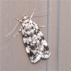 Barea (genus) at Turner, ACT - 16 Nov 2025 by ConBoekel