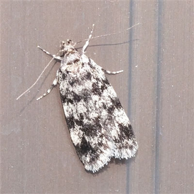 Barea (genus) at Turner, ACT - 16 Nov 2025 by ConBoekel