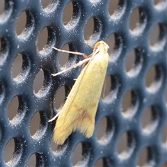 Aeolothapsa malacella (A Concealer moth) at Turner, ACT - 16 Nov 2025 by ConBoekel