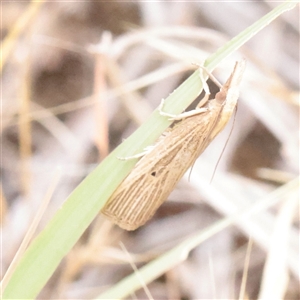 Unverified Moth (Lepidoptera) at Turner, ACT - Today by ConBoekel