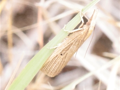Calamotropha leptogrammellus (Grass Webworm) at Turner, ACT - 17 Nov 2025 by ConBoekel