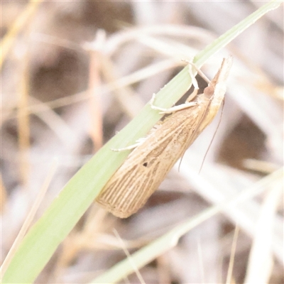 Unverified Moth (Lepidoptera) at Turner, ACT - 17 Nov 2025 by ConBoekel