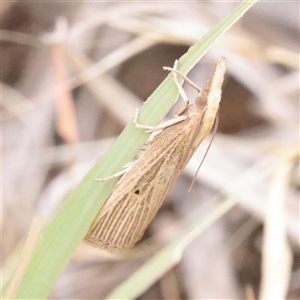 Unverified Moth (Lepidoptera) at O'Connor, ACT - Today by ConBoekel