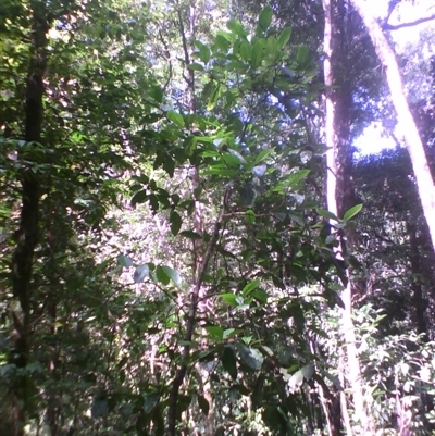 Atractocarpus sessilis at Syndicate, QLD - 3 Apr 2014 by JasonPStewart