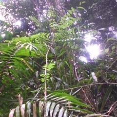 Jagera madida (Daintree foambark) at Syndicate, QLD - 5 Apr 2014 by JasonPStewart
