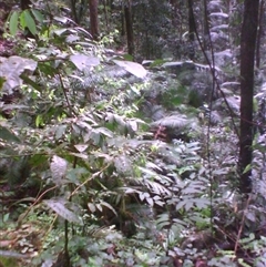 Polyscias mollis at Syndicate, QLD - 5 Apr 2014 by JasonPStewart