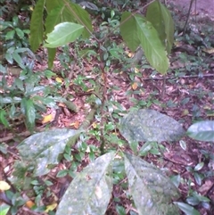 Archidendron ramiflorum at Syndicate, QLD - 10 Apr 2014 by JasonPStewart