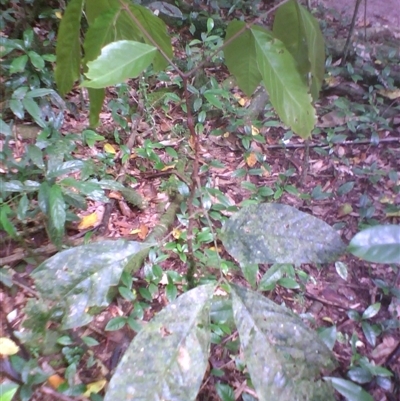 Archidendron ramiflorum at Syndicate, QLD - 10 Apr 2014 by JasonPStewart