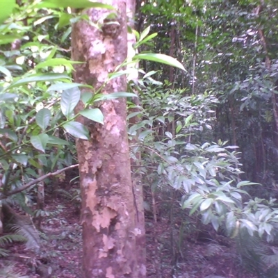 Hernandia albiflora at Syndicate, QLD - 10 Apr 2014 by JasonPStewart