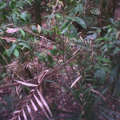 Ardisia brevipedata at Syndicate, QLD - 10 Apr 2014 by JasonPStewart