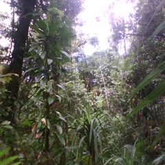 Archidendron ramiflorum at Syndicate, QLD - 26 Apr 2014 by JasonPStewart