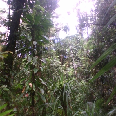 Archidendron ramiflorum at Syndicate, QLD - 26 Apr 2014 by JasonPStewart