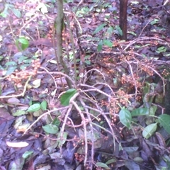 Bischofia javanica at Syndicate, QLD - 26 Apr 2014 by JasonPStewart